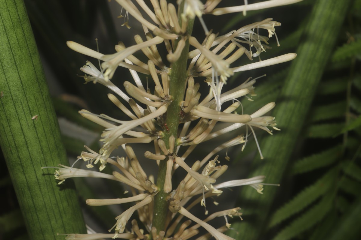 Dracaena angolensis (Welw. ex Carrière) Byng & Christenh.